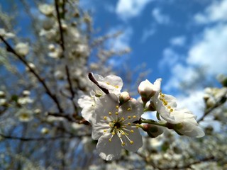 Spring blooming white flowers on the branch, close up