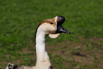 Portrait of male domesticated chinese geese on the green meadow