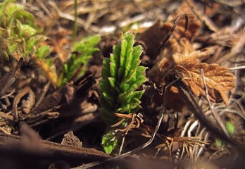 Green plant in the leaves and branches