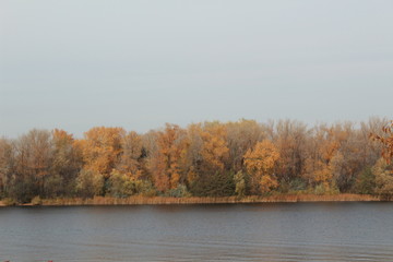 Bright yellow colors of autumn leaves in nature against the gray sky on a cloudy day