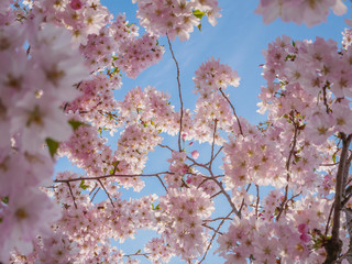 spring tree in full bloom purple buds on blue sky background