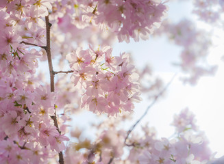 spring tree in full bloom purple buds on glowing sky