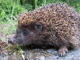 hedgehog in the grass