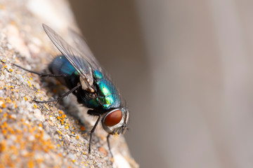 Fliege