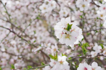 almond blossoms spring background