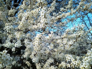 Spring blooming white flowers on the branch, close up
