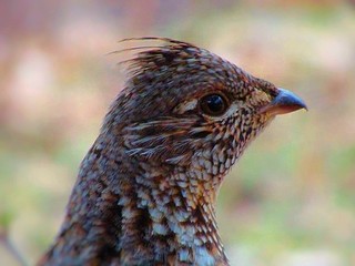Close-up of Grouse
