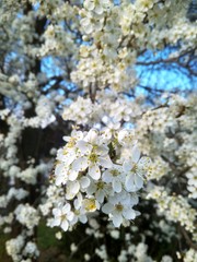 Spring blooming white flowers on the branch, close up