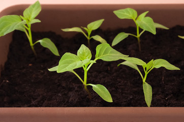 Green young plants in seedling container. Spring gardening. Close up