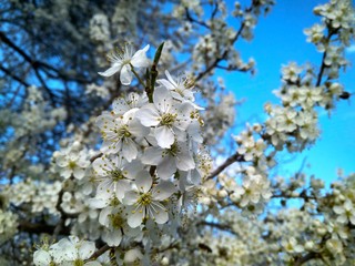 Spring blooming white flowers on the branch, close up