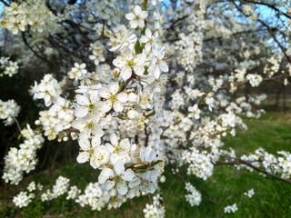 Spring blooming white flowers on the branch, close up