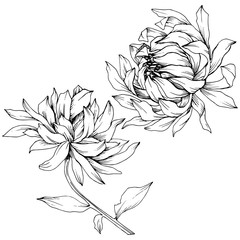 Vector Chrysanthemum floral botanical flowers. Black and white engraved ink art. Isolated flower illustration element.