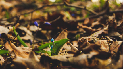 blue snowdrops and withered foliage on agit trees