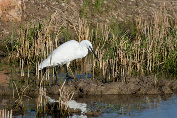 Retrato natural de un primer plano de garceta blanca (ardea alba) en el parque natural de la...