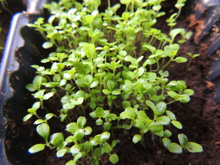green plant in the garden