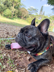 french frenchie bulldog in the park