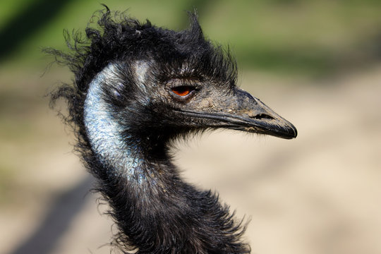 Portrait of Australian Emu (Dromaius novaehollandiae), view of an Emu's neck and head