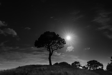 Fototapeta na wymiar tree and sunrise