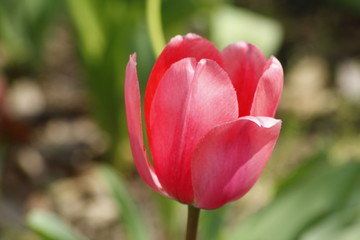 Naklejka premium MACRO DE TULIPÁN ROJO, tulipa, flor, primavera, naturaleza, huerta, rojo, rosa, verde, florecer, 