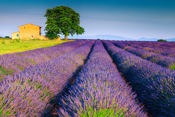 Fototapeta na wymiar Breathtaking fragrant purple lavender fields in Provence region, Valensole, France
