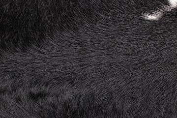 Closeup of black  fur cow leather texture background with a white patch. Macro of cow skin.