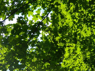 цветы, природа, архитектура