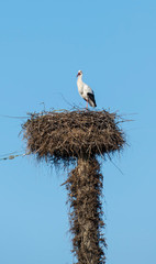 Storch im Nest, hoch über den Dächern der Stadt