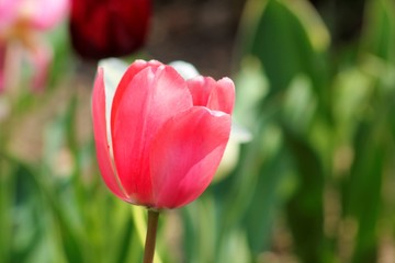 TULIPÁN ROJO, tulipa, primavera, naturaleza, huerta, rojo, rosa, verde, florecer, flora, 