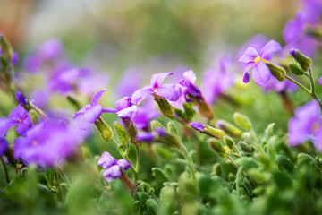 lila frühlingsblume