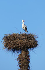 Storch im Nest, hoch über den Dächern der Stadt