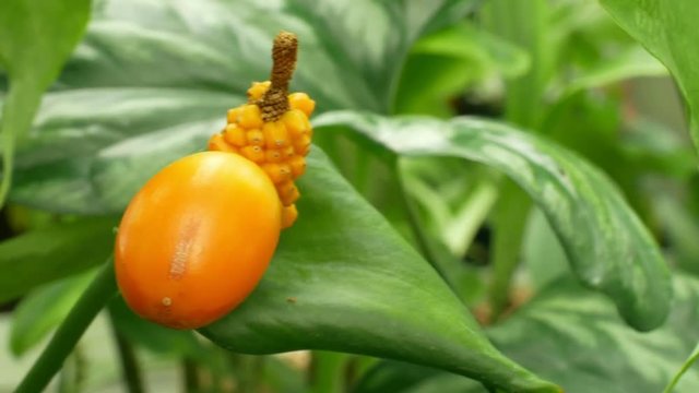 The tropical family Aronaceae Nephthytis poissonii, occurs in central Africa Cameroon, very beautiful flower and fruit orange rich color technology greenhouse cultivation of scientific research