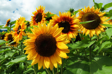 Group of sunflowers in a field 