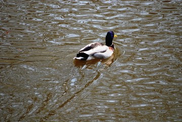Canards dans les douves du château de de Groot Bijgaarden (Brabant Flamand- Belgique)