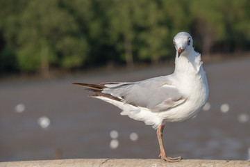 Seagull standing on a concrete with the sea background.