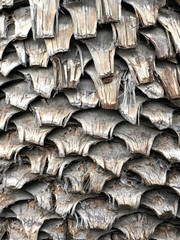 embossed wood texture