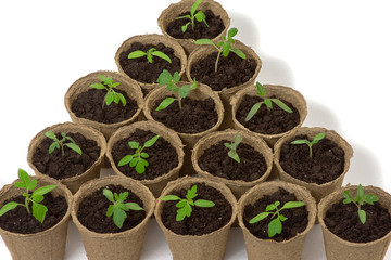 Young tomato seedling sprouts in the peat pots isolated on white background. Gardening concept