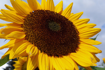 Obraz premium Group of sunflowers in a field 