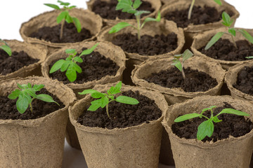 Young tomato seedling sprouts in the peat pots isolated on white background. Gardening concept