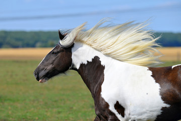 Portrait of a pinto Irish cob horse running in gallop over the field. Horizontal, side view, in...