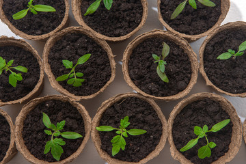Young tomato seedling sprouts in the peat pots isolated on white background. Gardening concept