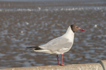 Seagull standing on a concrete with the sea background.
