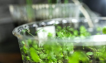sprouts of vegetable seeds at home in a spring container, germinated plants