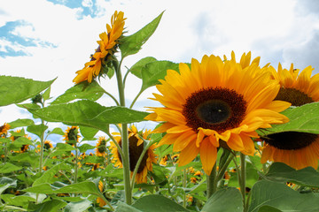 Group of sunflowers in a field 