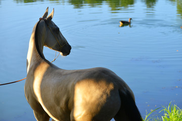 Buckskin Akhal Teke horse looking at the duck in the pond. Horizontal, back view, portrait.
