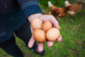 Hand holding free range farm eggs in chicken coop