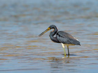Tricolored Heron Foraging on the Pond