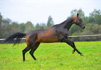 Dark bay Akhal Teke stallion leaping forward in canter in the summer field. Horizontal, side view, in motion.