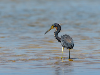 Tricolored Heron Foraging on the Pond