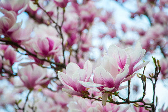 magnolia Magnolia on the street bloom. nature flowers beauty 