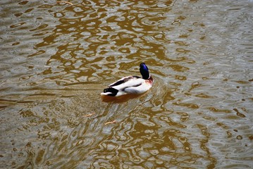 Canards dans les douves du château de de Groot Bijgaarden (Brabant Flamand- Belgique)
